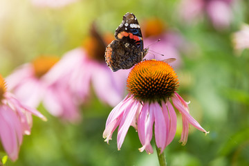 Butterfly pollinating wildflowers in the summer meadow