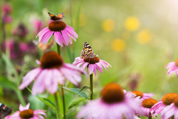 Butterfly pollinating wildflowers in the summer meadow