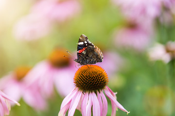 Butterfly pollinating wildflowers in the summer meadow