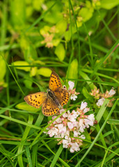 butterfly on a flower