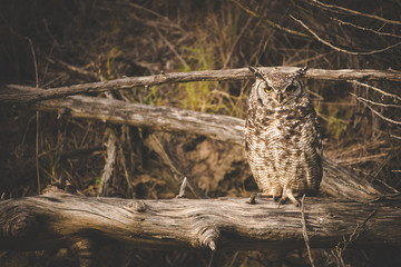 Close up portrait of an cape eagle owl sitting on a branch in the early morning sunshine