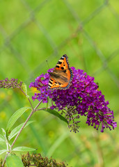butterfly on flower