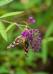 butterfly on flower