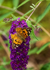 butterfly on a flower