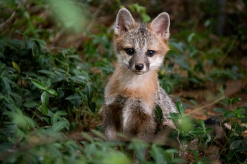 Wild Baby Gray Fox Sitting on Ground Looking at Camera