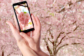 Modern smartphone in a female hand on a background of blooming sakura