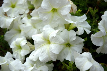 White Calystegia magic buds in home garden