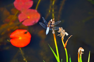 Close up picture of a Broad-bodied Chaser Dragonfly Libellula depressa on a water plant