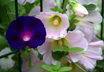 Beautiful flowers on a metal fence buds of pink and blue