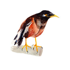 Bird watercolor isolated .Bird  on white background. Watercolor hand painted illustration of   Flying Bird .