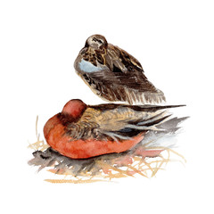 Duck watercolor isolated .Duck on white background. Watercolor hand painted illustration of Duck.