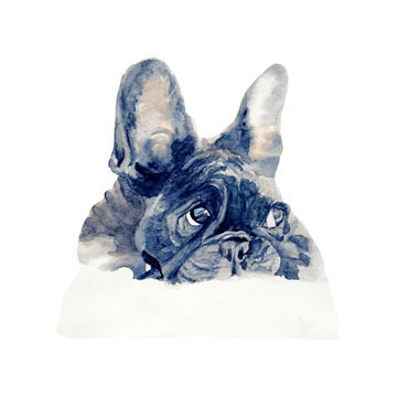 Bulldog watercolor isolated .French Bulldog on white background. Watercolor hand painted illustration of   French Bulldog.