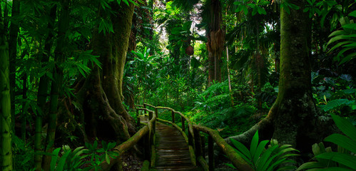 Southeast Asian tropical rainforest with big tree