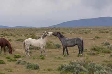 Naklejka na ściany i meble Wild Horse Stallions Sparring in the Utah Desert