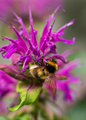 bee on flower