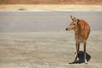 Brown star deer is walking across the road during the day with sunny, strong and shiny