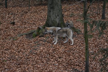 Wolf im Wald