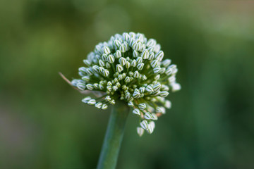 autumn time. flowering onions. grown without chemistry. eco product.