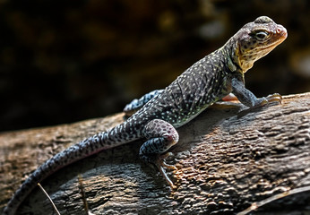 Collared lizard on the beam. Latin name – Crotaphytus collaris