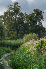 Ditch with reed and trees under cloudy sky in summer.