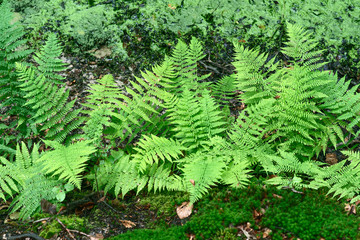 Ferns on mossy forest ground in summer.