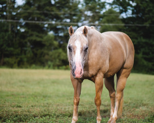 Obraz na płótnie Canvas Palomino Quarter Horse