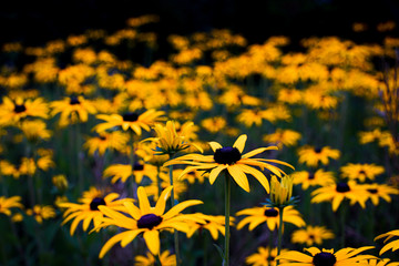 A bed of yellow flowers