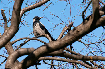 A young crow sitting on a tree branch