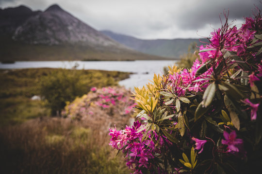 Irish Rhododendron