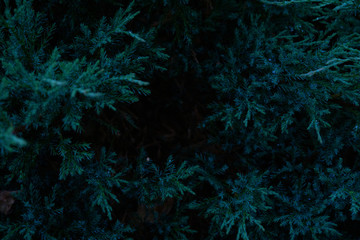 Fototapeta na wymiar Natural environment contrast photo of pines spruce top view.