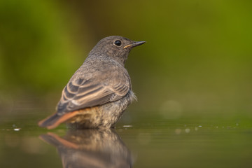 Obraz premium Black redstart bathing in natural environment