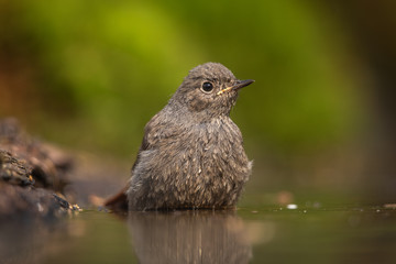 Black redstart bathing in natural environment