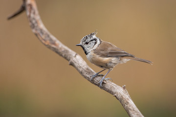 Crested Tit isolated on branch