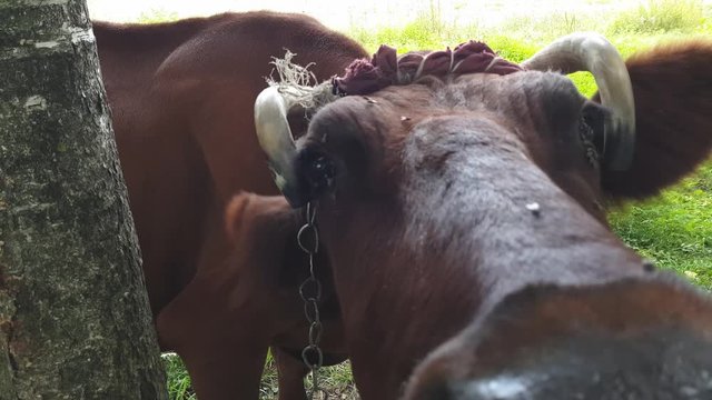 An old rural brown cow with twisted horns tied with a rope to a tree is grazed in a meadow near the railway
