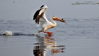 Fototapeta na wymiar Pelican - big bird, hunts in a flock
