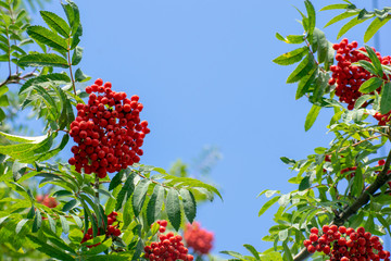 Red ripe bunches of Rowan against the blue sky, fill with an extraordinary sense of beauty.