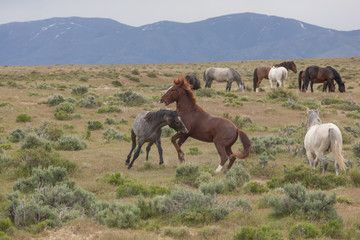 Wild Horse Stallions Sparring in the Utah Desert