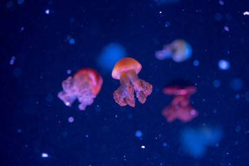 Naklejka na ściany i meble Multi-colored jellyfish swim against the backdrop of a dark blue sea