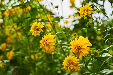 Rudbeckia laciniata yellow flowers in the garden. Background with colors