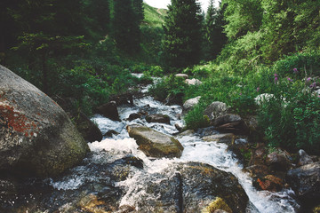 Mountain river in Zailiysky Alatau Almaty. Stormy stream of pure clear cold water flowing over stones among the summer natural landscape in the forest of Kazakhstan