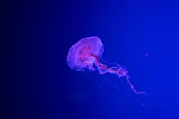 Beautiful translucent pink jellyfish swim against the backdrop of a gradient blue sea