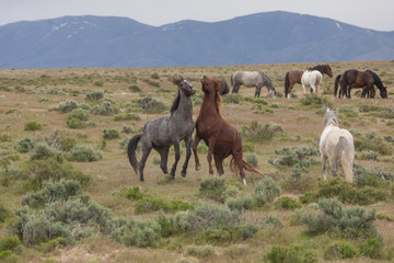 Wild Horse Stallions Sparring in the Utah Desert