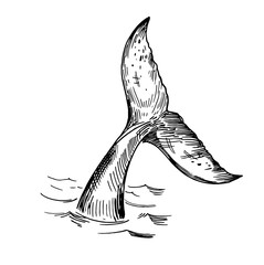 Sketch of whale tale. Hand drawn outline converted to vector. Transparent background - obrazy, fototapety, plakaty