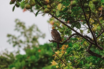 Bird relaxed in the depths of the tropical nature of beautiful Guatemala