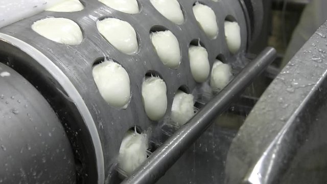 Production process of mozzarella cheese, cheese making process. Cheesemaker, showing freshly made mozzarella