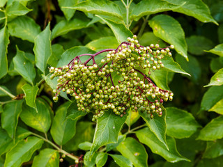 Fototapeta premium Sambucus nigra - Elderberry or black elder with immature berries in August
