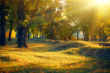 beautiful glade and trees in the autumn forest, bright sunset and landscape in fall season