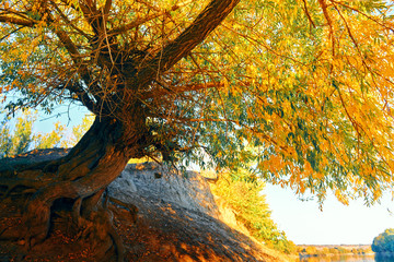 beautiful trees in autumn forest near river, bright sunlight and sunset