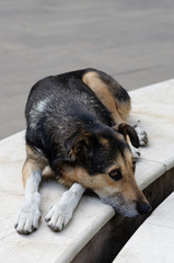 Old stray dog with sad eyes in a city park. Homeless animals concept. Loneliness