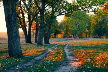 ground road and beautiful trees in the autumn forest,bright sunlight with shadows at sunset